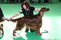 Crufts2011 807